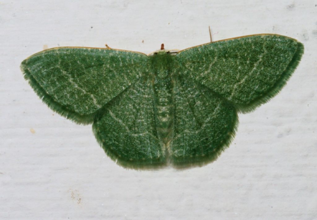 Determinazione bruco